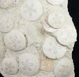 Spectacular Fossil Sand Dollar Cluster - Tall #8979-4